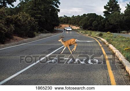 Stock Image - Mule deer crossing highway as cars approach. Fotosearch