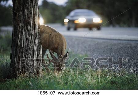 Stock Photo - Mule deer grazing at roadside, Grand Canyon National Park, Grand Canyon, Arizona, USA. Fotosearch