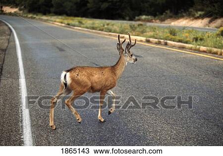 Stock Image - Mule deer (Odocoilus hemionus) crossing highway, Grand Canyon National Park, Arizona, USA. Fotosearch
