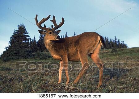 Olympic blacktail deer (Odocoileus hemionus columbianus), Washington, USA View Large Photo Image Stock Photo - Olympic blacktail deer (Odocoileus hemionus columbianus), Washington, USA. Fotosearch
