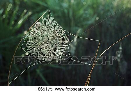 Stock Photography - Orb web covered with dew, New Mexico, USA. Fotosearch