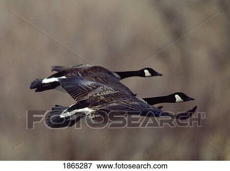 Pair of Canada geese (Branta canadensis) flying in synchrony View Large Photo Image Stock Photo - Pair of Canada geese (Branta canadensis) flying in synchrony. Fotosearch