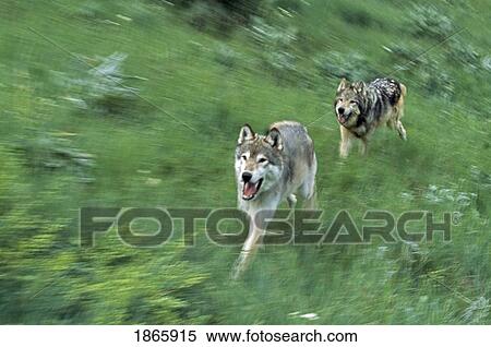 Stock Photography - Pair of grey wolves running through meadow. Fotosearch