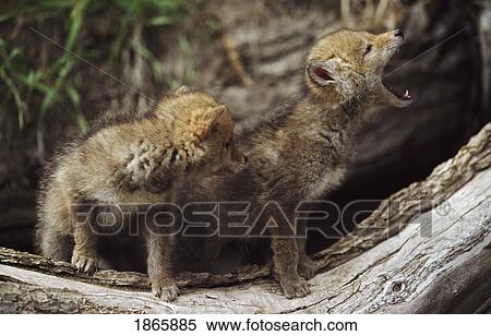 Pair of young coyote pups howling View Large Photo Image Stock Photography - Pair of young coyote pups howling. Fotosearch