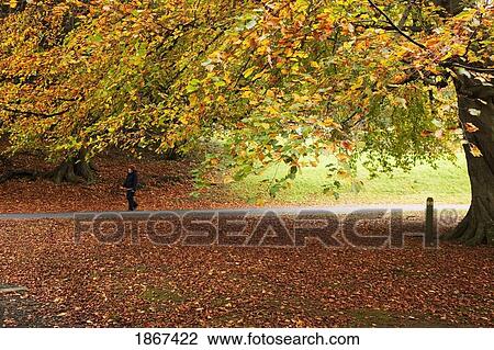Person hiking in woods in autumn, Northumberland, England View Large Photo Image Stock Image - Person hiking in woods in autumn, Northumberland, England. Fotosearch