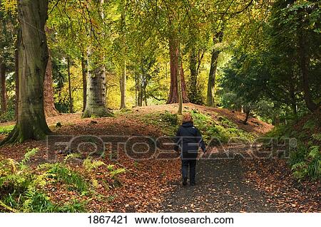 Stock Image - Person walking in woods in autumn, Northumberland, England. Fotosearch