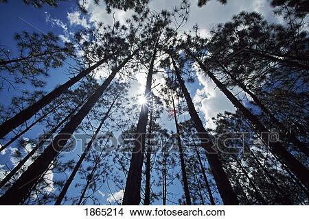 Picture - Pine trees. Fotosearch