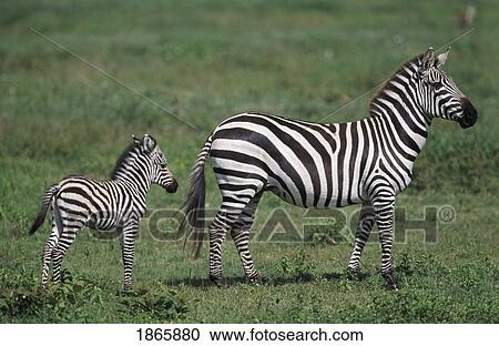 Stock Image - Plains zebra mare with foal, Africa. Fotosearch