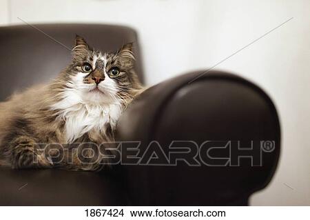 Portrait of cat relaxing in chair View Large Photo Image Picture - Portrait of cat relaxing in chair. Fotosearch