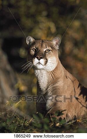 Stock Photo - Portrait of mountain lion. Fotosearch