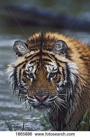 Portrait of wet siberian tiger View Large Photo Image Stock Photograph - Portrait of wet siberian tiger. Fotosearch