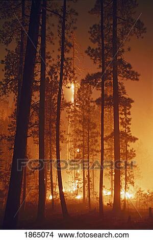 Prescribed fire burning along the ground in ponderosa pine forest View Large Photo Image Picture - Prescribed fire burning along the ground in ponderosa pine forest. Fotosearch