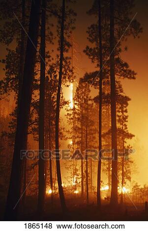 Stock Photo - Prescribed fire in ponderoase pine forest (Pinus ponderosa), Jemez Mountains, New Mexico, USA. Fotosearch