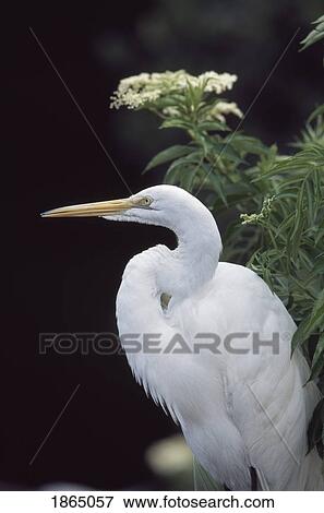 Profile of great egret View Large Photo Image Stock Photo - Profile of great egret. Fotosearch