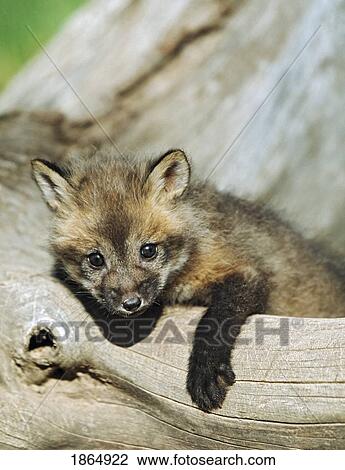 Red fox (vulpes vulpes) kit on a log View Large Photo Image Stock Image - Red fox (vulpes vulpes) kit on a log. Fotosearch