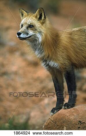 Picture - Red fox (Vulpes vulpes) on sandstone boulder. Fotosearch