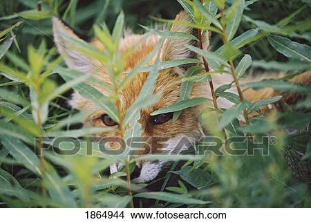 Picture - Red fox (Vulpes vulpes) peers through vegetation searching for prey. Fotosearch