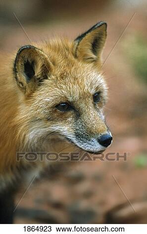 Red fox (Vulpes vulpes) View Large Photo Image Stock Image - Red fox (Vulpes vulpes). Fotosearch