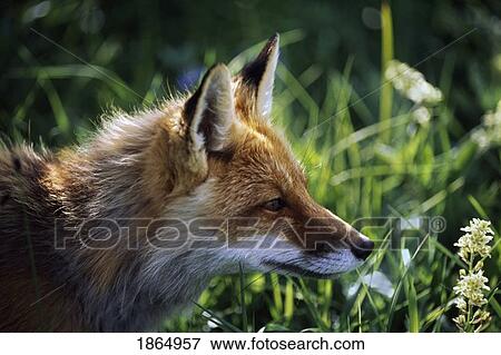 Red fox (Vulpes vulpes) View Large Photo Image Stock Photo - Red fox (Vulpes vulpes). Fotosearch