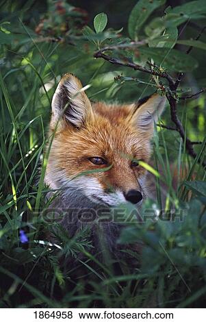 Stock Photo - Red fox (Vulpes vulpes). Fotosearch