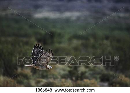 Stock Photo - Red-tailed hawk (Buteo jamaicensis) flies over high desert. Fotosearch