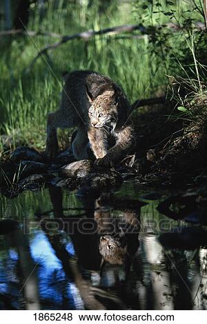 Reflection of lynx in stream View Large Photo Image Stock Photo - Reflection of lynx in stream. Fotosearch
