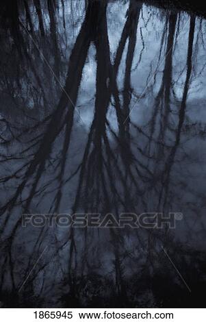 Reflection of tree silhouettes in water View Large Photo Image Stock Photography - Reflection of tree silhouettes in water. Fotosearch