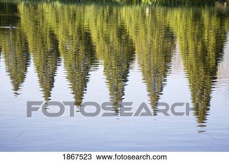 Reflection of trees, Crystal Spring lake, Oregon, USA View Large Photo Image Stock Image - Reflection of trees, Crystal Spring lake, Oregon, USA. Fotosearch