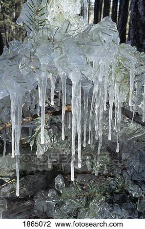 Stock Image - Rime ice and icicles formed on Douglas fir branches, New Mexico, USA. Fotosearch