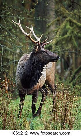 Roosevelt elk (Cervus canadensis roosevelti) View Large Photo Image Stock Image - Roosevelt elk (Cervus canadensis roosevelti). Fotosearch