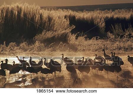 Sandhill crane (Grus canadensis) flock on pond, Bosque del Apache National Wildlife Refuge, New Mexico, USA View Large Photo Image Picture - Sandhill crane (Grus canadensis) flock on pond, Bosque del Apache National Wildlife Refuge, New Mexico, USA. Fotosearch