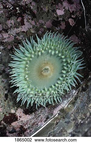 Sea anenome in tide pool, Olympic National Park, Washington, USA View Large Photo Image Stock Image - Sea anenome in tide pool, Olympic National Park, Washington, USA. Fotosearch