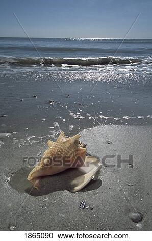 Sea shell on beach, Sanibel Island, Florida, USA View Large Photo Image Stock Image - Sea shell on beach, Sanibel Island, Florida, USA. Fotosearch