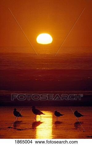 Picture - Seagulls, ShiShi Beach, Washington, USA. Fotosearch