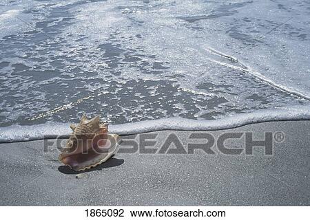 Stock Image - Seashell on beach, Sanibel Island, Florida, USA. Fotosearch
