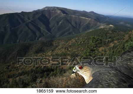 Stock Photo - Sharp-shinned hawk (Accipiter striatus), Monzano Mountains, New Mexico, USA. Fotosearch