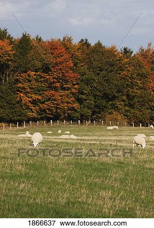 Sheep grazing in autumn field, Northumberland, England View Large Photo Image Stock Photo - Sheep grazing in autumn field, Northumberland, England. Fotosearch