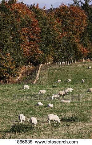 Sheep grazing in autumn field, Northumberland, England View Large Photo Image Stock Photo - Sheep grazing in autumn field, Northumberland, England. Fotosearch