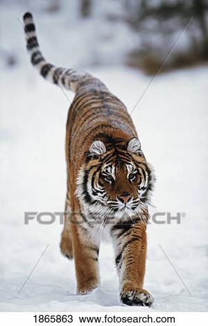 Siberian tiger in snow View Large Photo Image Stock Image - Siberian tiger in snow. Fotosearch