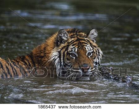 Siberian tiger in water View Large Photo Image Stock Photo - Siberian tiger in water. Fotosearch