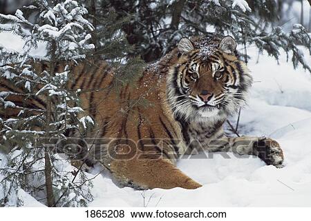 Siberian tiger (Panthera tigris altaica) View Large Photo Image Stock Photo - Siberian tiger (Panthera tigris altaica). Fotosearch