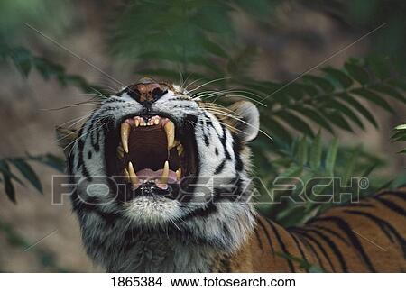 Picture - Siberian tiger (Panthera tigris) bares fangs. Fotosearch