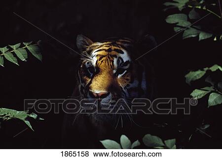 Siberian tiger (Panthera tigris altaica) peers from forest shadows View Large Photo Image Stock Photo - Siberian tiger (Panthera tigris altaica) peers from forest shadows. Fotosearch