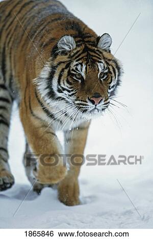 Stock Photograph - Siberian tiger (Panthera tigris altaica) in the snow. Fotosearch