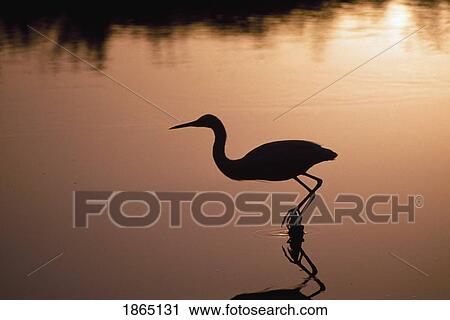 Stock Image - Silhouette of snowy egret in hunting posture at sunset. Fotosearch