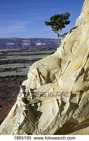 Stock Photography - Small pinyon pine clings to sandstone formation, with roots becoming exposed as the sandstone erodes away. Fotosearch
