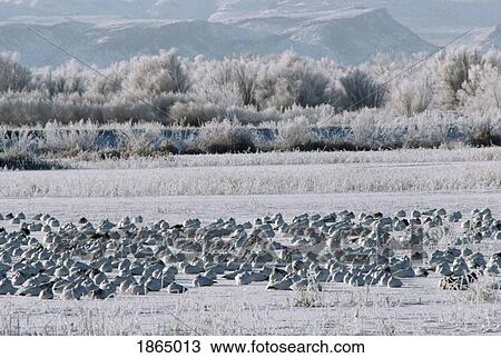 Stock Image - Snow geese (Chen caerulescens), Bosque del Apache National Wildlife Refuge, New Mexico, USA. Fotosearch