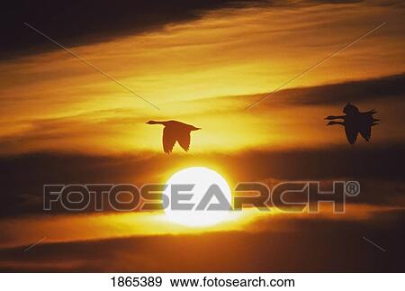 Snow geese flying by sunrise View Large Photo Image Stock Photo - Snow geese flying by sunrise. Fotosearch