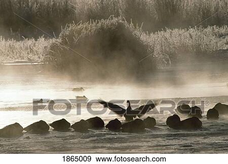 Stock Photo - Snow geese on a frosty pond. Fotosearch