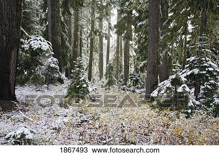 Snowy forest View Large Photo Image Stock Image - Snowy forest. Fotosearch